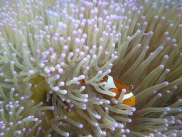 Clownfish in Anemones