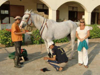 Caring for the Arabians