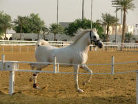 Regal Arabian Horse
