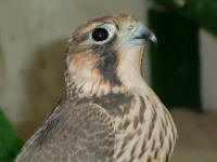 Majestic Falcon