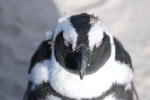 Penguin Close-up