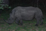 Rhino by Night
