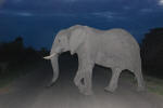 African Elephant at Night