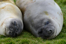Napping Seals