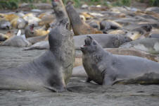 Seals Fighting