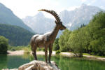 Golden-Horned Ibex