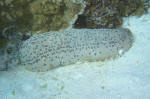 Another Sea Cucumber