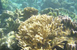 Various Coral