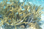 Elkhorn Coral & Fish