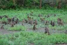 Baboon Troop
