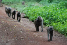 Organized Baboons
