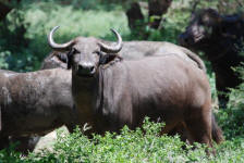 Dangerous Cape Buffalo
