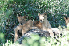 Tree-Climbing Lions