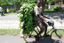 Banana Transport