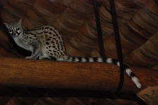 Genet Cat