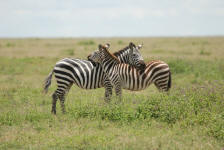 Cooperative Zebras