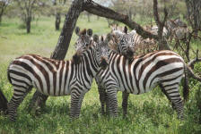 3-headed Zebra