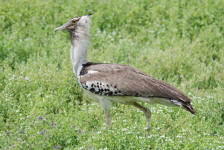 Female Kori Bustard