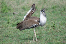 Male Kori Bustard