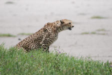 Cheetah Stalking