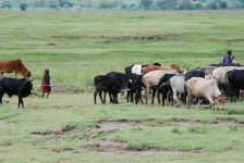 Masai Herders