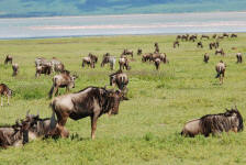 Wildebeest