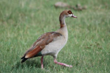 Egyptian Goose