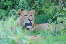 Lions Teeth