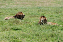 Male Lions