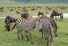 Zebras and Wildebeest