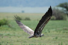 Vulture Flying