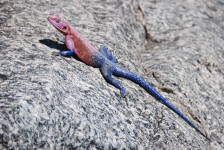 Agama Lizard