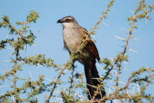 Coucal