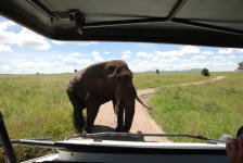 Another Elephant Crossing