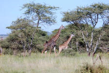Giraffes Walking