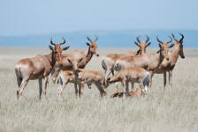 Hartebeest