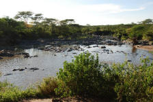 Hippo Pool