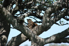 Leopard in Tree