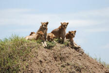 Watchful Lions