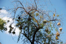 Weaver's Nests