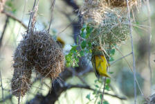 Weaver Enters Nest