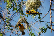 Weaver's Nests