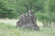 Vervet Monkeys