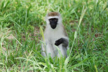 Black-Faced Vervet Monkeys