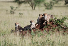 Cheetahs