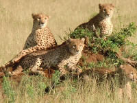 Watchful Cheetahs