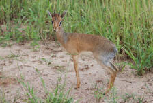 Dik-dik