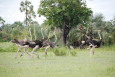 Ostriches Running