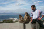 3 Primates Enjoy the View