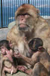 The Barbary Apes